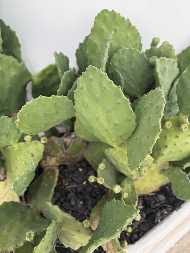 Sincronía Events – Wedding & Event Planner (1) Sincronia Events Wedding Event Planner 1 1