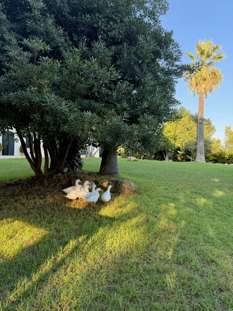 Sincronía Events – Wedding & Event Planner (29) Sincronia Events Wedding Event Planner 29